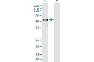 Western Blot analysis of RPS6KL1 expression in transfected 293T cell line by RPS6KL1 MaxPab polyclonal antibody. (RPS6KL1 antibody  (AA 1-541))
