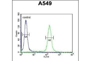 KLHL9 Antibody (Center) (ABIN651366 and ABIN2840204) flow cytometric analysis of A549 cells (right histogram) compared to a negative control cell (left histogram).