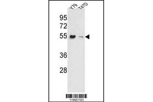 Western blot analysis of EEF1A1/ EEF1A2 Antibody in Y79, T47D cell line lysates (35ug/lane).