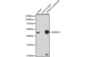 Immunoprecipitation analysis of 300 μg extracts of HeLa cells using 3 μg HD antibody . (HDAC3 antibody)