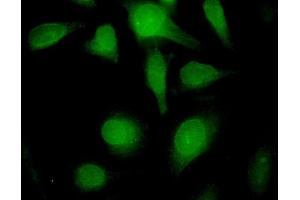 Immunofluorescence (IF) image for anti-Lamin B1 (LMNB1) (AA 107-186) antibody (ABIN517542)