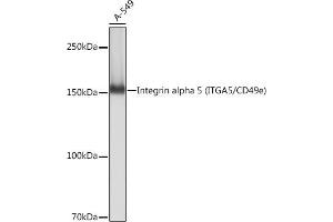 Western blot analysis of extracts of A-549 cells, using Integrin alpha 5 (ITG/CD49e) (ITG/CD49e) antibody (ABIN7267936) at 1:1000 dilution.