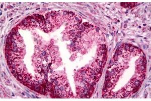 Anti-PTGER4 / EP4 antibody IHC staining of human prostate. (PTGER4 antibody)