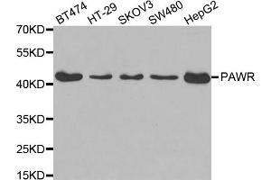 Western blot analysis of extracts of various cell lines, using PAWR antibody. (PAWR antibody)