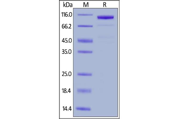 LRP5 Protein (AA 644-1263) (Fc Tag)