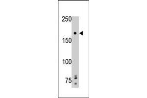 The PTPRG polyclonal antibody  is used in Western blot to detect PTPRG in mouse brain tissue lysate. (PTPRG antibody  (Internal Region))