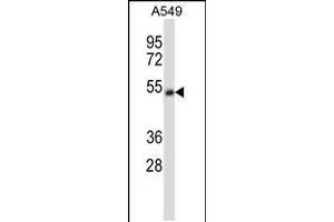 Western blot analysis in A549 cell line lysates (35ug/lane). (CHRNA5 antibody  (AA 187-216))