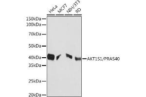 Western blot analysis of extracts of various cell lines, using S1/S1/PR Rabbit mAb (ABIN1683202, ABIN3017773, ABIN3017774 and ABIN7101524) at 1:1000 dilution. (PRAS40 antibody)