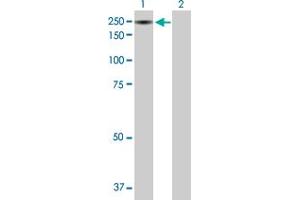 Western Blot analysis of IBTK expression in transfected 293T cell line by IBTK MaxPab polyclonal antibody. (IBTK antibody  (AA 1-1353))