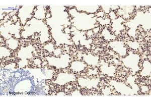 Immunohistochemical analysis of paraffin-embedded mouse lung tissue. (PI3K p85 alpha/gamma antibody)