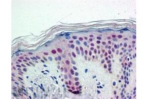 ABIN185079 (5 µg/mL) staining of paraffin embedded Human Skin. (PTBP1 antibody  (N-Term))