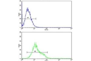 ULK1 antibody flow cytometric analysis of K562 cells (green) compared to a negative control (blue). (ULK1 antibody)