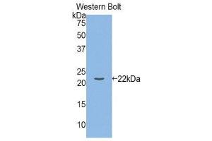 Western Blotting (WB) image for anti-Interleukin 1, beta (IL1B) (AA 118-269) antibody (ABIN1859383) (IL-1 beta antibody  (AA 118-269))