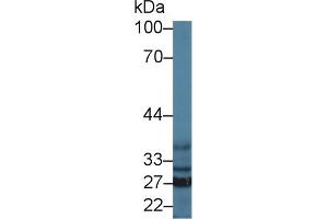 Western Blot; Sample: Mouse Liver lysate; Primary Ab: 1µg/ml Rabbit Anti-Mouse SFXN1 Antibody Second Ab: 0. (SFXN1 antibody  (AA 2-102))
