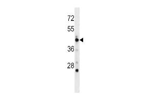 Western Blotting (WB) image for anti-Polymerase (DNA-Directed), delta 3, Accessory Subunit (POLD3) (AA 416-443), (C-Term) antibody (ABIN5534171)