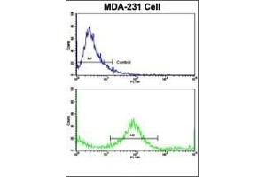 Flow cytometric analysis of MDA-231 cells using KRT4 Antibody (C-term)(bottom histogram) compared to a negative control cell (top histogram). (KRT4 antibody  (C-Term))