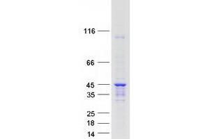 Validation with Western Blot