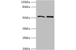Western blot All lanes: GOPC antibody at 4 μg/mL Lane 1: K562 whole cell lysate Lane 2: HepG2 whole cell lysate Secondary Goat polyclonal to rabbit IgG at 1/10000 dilution Predicted band size: 51, 50, 36 kDa Observed band size: 51 kDa (GOPC antibody  (AA 203-462))