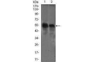 Western blot analysis using DCTN4 mouse mAb against Raw264. (Dynactin 4 antibody  (AA 57-298))