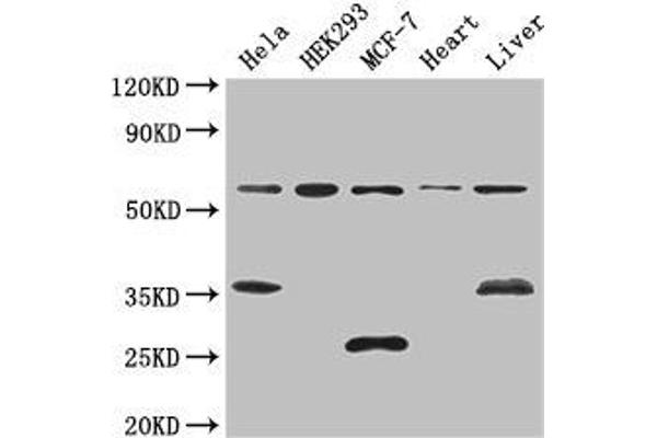 NCOA5 anticorps  (AA 112-283)