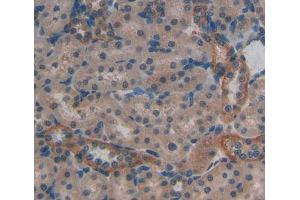 Used in DAB staining on fromalin fixed paraffin- embedded kidney tissue (PTPRA antibody  (AA 618-796))