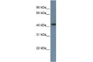 ZNF669 antibody  (C-Term)