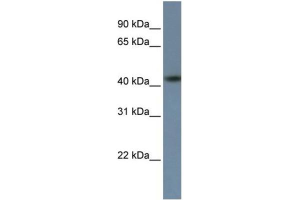 ZNF669 antibody  (C-Term)