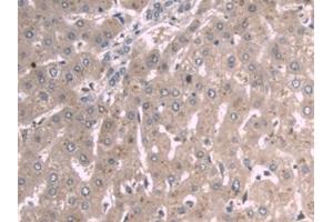 Immunohistochemistry (IHC) image for anti-Apolipoprotein A-I (APOA1) (AA 122-267) antibody (ABIN7427912)