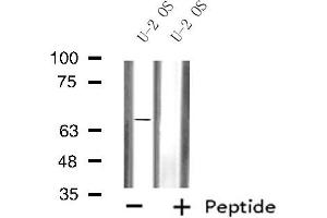 Western blot analysis SLC6A3 using U-2 OS whole cell lysates (SLC6A3 antibody  (Internal Region))