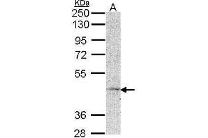 WB Image Sample (30 ug of whole cell lysate) A: Hela 10% SDS PAGE antibody diluted at 1:1000 (MC5 Receptor antibody  (N-Term))