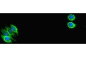 Immunofluorescent analysis of HepG2 cells using ABIN7169664 at dilution of 1:100 and Alexa Fluor 488-congugated AffiniPure Goat Anti-Rabbit IgG(H+L) (STAT1 antibody  (AA 63-196))