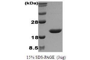 SDS-PAGE (SDS) image for Interleukin 1 Receptor Antagonist (IL1RN) protein (ABIN667037) (IL1RN Protein)