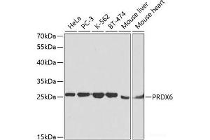 Western blot analysis of extracts of various cell lines using PRDX6 Polyclonal Antibody at dilution of 1:1000. (Peroxiredoxin 6 antibody)