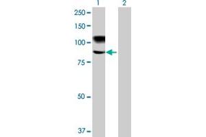 Western Blot analysis of MMEL1 expression in transfected 293T cell line by MMEL1 MaxPab polyclonal antibody. (MMEL1 antibody  (AA 1-779))