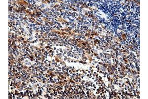 Image no. 11 for anti-5'-Nucleotidase Domain Containing 1 (NT5DC1) antibody (ABIN1499837) (NT5DC1 antibody)