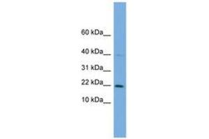 Image no. 1 for anti-G Substrate (Gsbs) (AA 35-84) antibody (ABIN6746344) (G Substrate antibody  (AA 35-84))