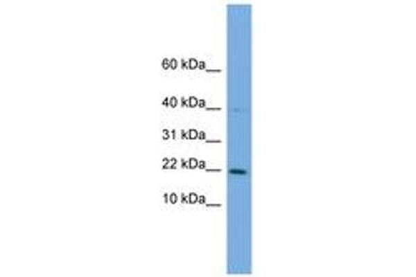 G Substrate antibody  (AA 35-84)