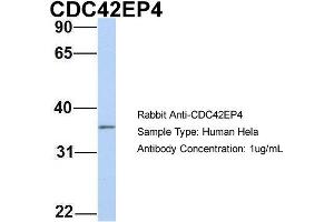 Host: Rabbit Target Name: CDC42EP4 Sample Type: Hela Antibody Dilution: 1. (CDC42EP4 antibody  (N-Term))