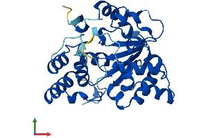 Protein Structure (PS) image for Sulfotransferase Family 2A, Dehydroepiandrosterone (DHEA)-Preferring, Member 2 (SULT2A2) (AA 1-285) protein (His tag) (ABIN7563355)