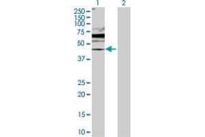 Western Blot analysis of DUSP6 expression in transfected 293T cell line by DUSP6 MaxPab polyclonal antibody. (DUSP6 antibody  (AA 1-381))