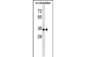 Western blot analysis in mouse bladder tissue lysates (35ug/lane). (ISL1 antibody  (AA 156-185))