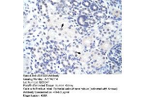 Human kidney (ZBTB38 antibody  (N-Term))