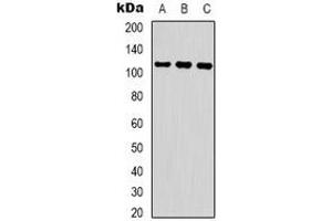 Western Blotting (WB) image for anti-Ring Finger and WD Repeat Domain 2, E3 Ubiquitin Protein Ligase (RFWD2) (pSer387) antibody (ABIN7303002)