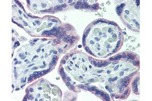 Anti-OR51E1 antibody IHC of human placenta. (OR51E1 antibody  (AA 79-141))