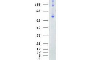 Validation with Western Blot (FERMT2 Protein (Transcript Variant 1) (Myc-DYKDDDDK Tag))