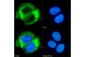 Immunofluorescence staining of fixed A431 cells with anti-CD63 antibody NK-1-C3. (Recombinant CD63 antibody)
