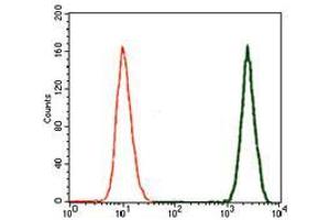 Flow cytometric analysis of A549 cells using TGFb1 mouse mAb (green) and negative control (red). (TGFB1 antibody  (AA 62-195))