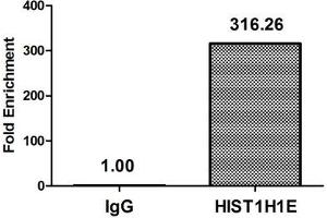 Chromatin Immunoprecipitation Hela (4*10 6 , treated with 30 mM sodium butyrate for 4h) were treated with Micrococcal Nuclease, sonicated, and immunoprecipitated with 8 μg anti-HIST1H1E (ABIN7139177) or a control normal rabbit IgG. (HIST1H1E antibody  (acLys33))