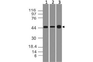 Image no. 1 for anti-Thymic Stromal Lymphopoietin (TSLP) antibody (ABIN5027780) (Thymic Stromal Lymphopoietin antibody)