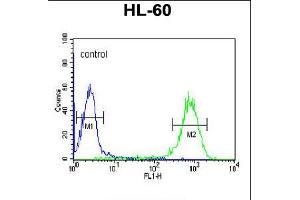 Flow cytometric analysis of HL-60 cells (right histogram) compared to a negative control cell (left histogram). (DLK2 antibody  (C-Term))